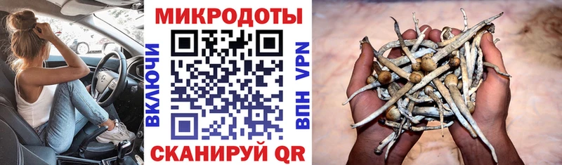дарк нет формула где можно купить наркотик Судак Галлюциногенные грибы Psilocybe